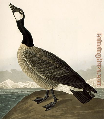 Canada Goose(1) painting - John James Audubon Canada Goose(1) art painting